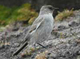 dark faced ground tyrant, bluebird